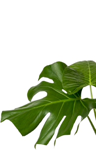 leaf-image